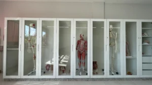 Da esquerda para a direita: Kevin, Delu e Sasá, os esqueletos do nosso Laboratório Multidisciplinar de Nutrição